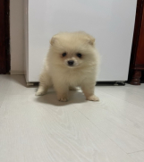 Pomeranac Boo krem zensko stene - Lilly